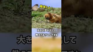 残念過ぎる　エチオピアオオタケネズミ　【ぴえん過ぎる生き物紹介】