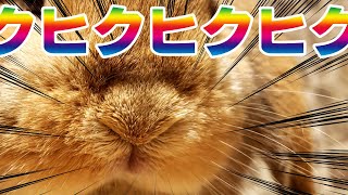 【うさぎ専門店monLapin】お鼻がヒクヒクするだけ