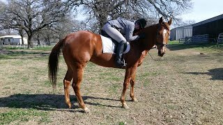Equine Coat Colors, Markings and Genetics.