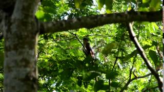 Chestnut Winged cuckoo.