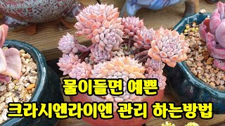 햇빛이 부족하면 웃자라기 쉬운 크라시엔라이언 관리하는방법多肉植物.succulent plant다육식물