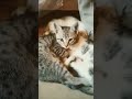 #cats4ever #shorts #video #viral my kittens