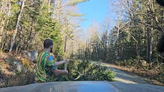 Removing Trees From The Road