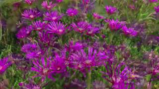 Plant Profile: Ice Plant - Delosperma cooperi