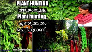 #PLANT HUNTING# മഴക്കാലത്തുള്ള plant hunting.. നല്ല വിലകൂടിയ ചെടികളും..