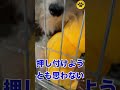 高齢者の飼育放棄問題 トイプードル