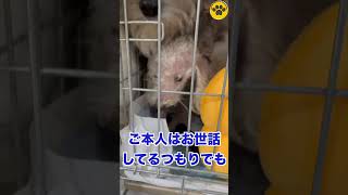 高齢者の飼育放棄問題 #トイプードル