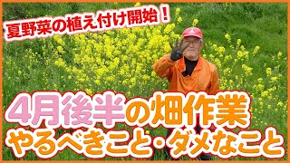 家庭菜園や農園で4月後半やって良いこと！悪いこと！春夏野菜栽培で大切なお世話ポイントを徹底解説！【農園ライフ】