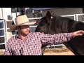 One way to focus your horse (Mark Langley)