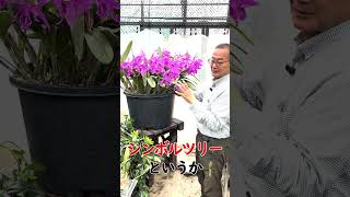 【洋蘭】そこのお花すごいですね！[orchid]The flowers there are amazing!@seedpot368  #sheath