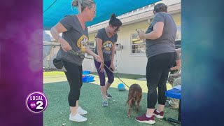 Hometown Hero: Agape Animal Rescue helping pets after Hurricane Ian