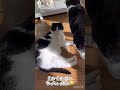 日向ぼっこ🐱‪🔆‬ 猫のいる暮らし 保護猫 日向ぼっこ はちわれ猫 親子猫 猫動画