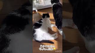 日向ぼっこ🐱‪🔆‬ #猫のいる暮らし #保護猫 #日向ぼっこ #はちわれ猫 #親子猫 #猫動画