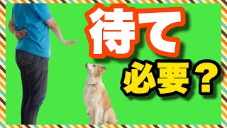 犬のしつけ　待てって必要なの？何のために教えるの？食事前の謎の儀式に何の意味が⁉