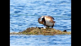 抱卵中のカンムリカイツブリ（2020年7月31日）