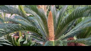 May 27, 2022 - Close Up View of a Male Cycad