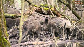 Wild Boar Mating - Parenje na Diva Svinja