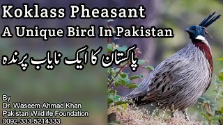 Koklass Pheasant A Unique Bird Of Pakistan | Pheasants Of Pakistan | Pheasant Birds