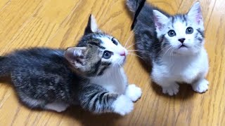 子猫の成長記録日常【今日の子猫27】