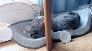 【猫動画】コタツがなくても大丈夫だったロシアンブルー【russianbule】Russian blue that was fine without a kotatsu