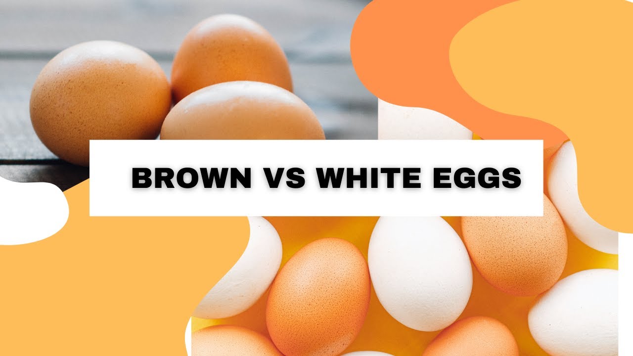 WHITE EGGS VS BROWN EGGS | HEALTH BENEFITS OF EGGS | - YouTube