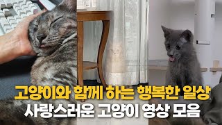 고양이와 함께하는 행복한 일상 모음