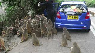 Monkeys going CRAZY over food at Kam Shan Country Park in Hong Kong