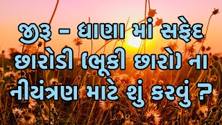 આજની કૃષિ માહીતી-જીરૂ-ધાણા માં સફેદ છારોડી (ભૂકી છારો)ના નીયંત્રણ માટે શું કરવું?-Jiru-dhana ni dava