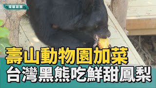 送鳳梨到動物園 | 壽山動物園加菜 來看台灣黑熊吃鮮甜鳳梨