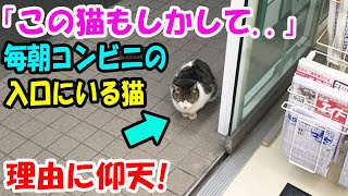 「この猫もしかして..」毎朝コンビニに食べ物買いに行くと入口にいる猫。コンビニの店長さんに教えてもらった理由に仰天【猫の不思議な話】【朗読】