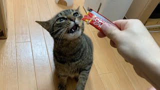 ちゅ〜るの食べ方が可愛すぎる凶暴猫がこちら