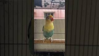 African lovebirds 🐦| #africanlovebirds #africanlovebirdbreeding #lovebirds #ytshorts #shorts