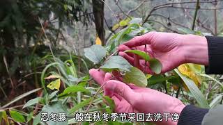 “忍冬藤”是一种怎样的植物？农村人生活中常用到，建议收藏！