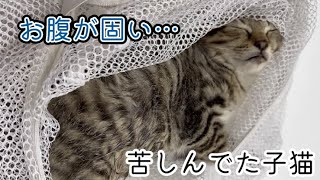 触ると固いお腹…。中には〇〇〇が…