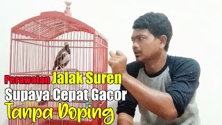 PERAWATAN HARIAN JALAK SUREN BIAR GACOR || CARA MERAWAT JALAK SUREN BIAR GACOR DAN JINAK