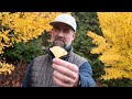 Botany with Bobby: The Olympic Sculpture Park's Ginkgo Trees