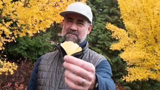 Botany with Bobby: The Olympic Sculpture Park's Ginkgo Trees