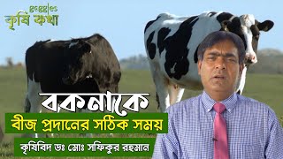 বকনাকে বীজ প্রদানের সঠিক সময় | গরু লালন পালন । Raising Cows | Krishi Kotha | কৃষিকথা