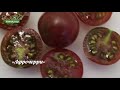 Чёрные черри томаты Афрочерри и black cherry. Сравнение. Они похожи Или снова придумали название