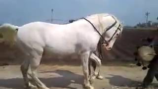 صبحان الله على حصان صبحان الله على حصان