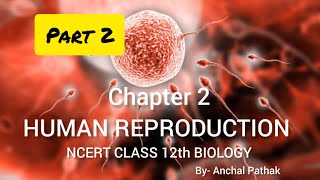 class 12th Human reproduction part 2 #humanreproduction #class12 #biology #ncert