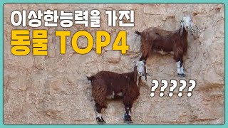 우리가 몰랐던 신기한 능력을 가진 동물 Top4 | 왠지 모르겠지만 멋있어..