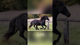 Dein Geburtsmonat dein Pferd 🥰🐴🌺 #short #horse #pferd #love #shortvideo  #shorts #geburtstag #fy