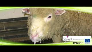 Bluetongue Disease