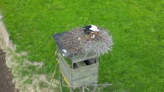 Storch mit Jungen in Linden