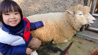 おでかけ 千葉市動物公園へ行ったよ！ひつじさんヤギさんをさわったよ！ レオスマイル