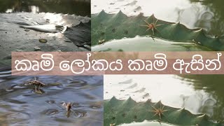 කෘමි ලෝකය කෘමි අැසකින්/insect world. 😍😍😍Hisara vlogs