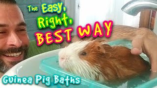 The Easy, Right, BEST Way To Give A Guinea Pig A Bath