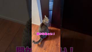 開かないね？(音源使用） #shorts #cat #きじとら猫