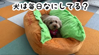 とにかくマイペースな犬の日常【トイプードル】【マルプー】